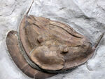 メガサイズ！米国オハイオ州のオルドビス紀の地層から採集された、巨大な三葉虫、イソテルス・マキシマス（Isotelus maximus）の頭鞍部を中心とした化石