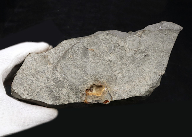 アンモナイトコレクター必見！巻が解けた、異常巻きアンモナイト、クリオセラス（Crioceras）の上質化石（その7）
