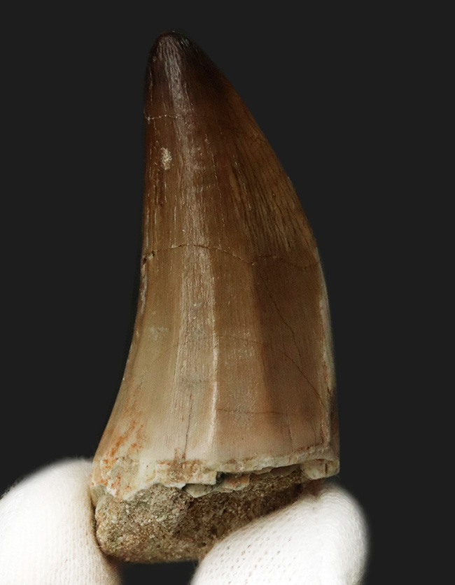 美品!白亜紀後期の頂点捕食者、モササウルス(Mosasaurus)の歯化石(その1)