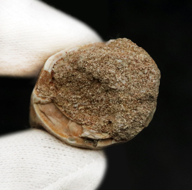 美品!白亜紀後期の頂点捕食者、モササウルス(Mosasaurus)の歯化石(その5)