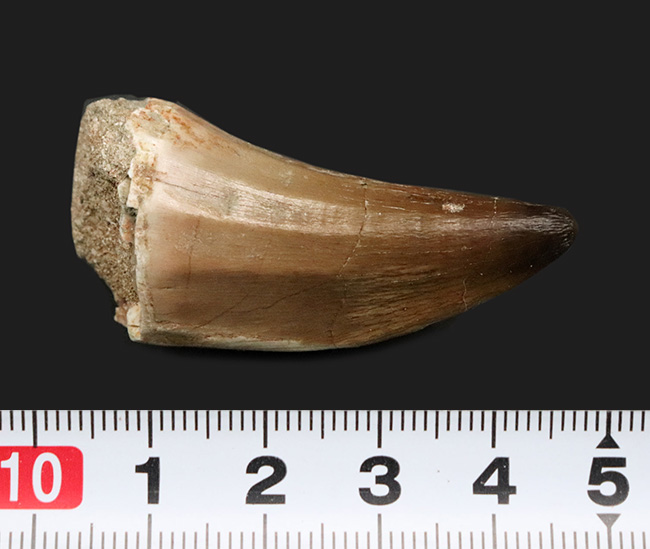 美品!白亜紀後期の頂点捕食者、モササウルス(Mosasaurus)の歯化石(その6)
