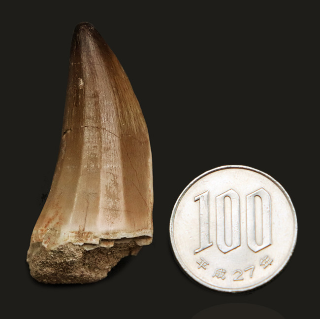 美品!白亜紀後期の頂点捕食者、モササウルス(Mosasaurus)の歯化石(その7)