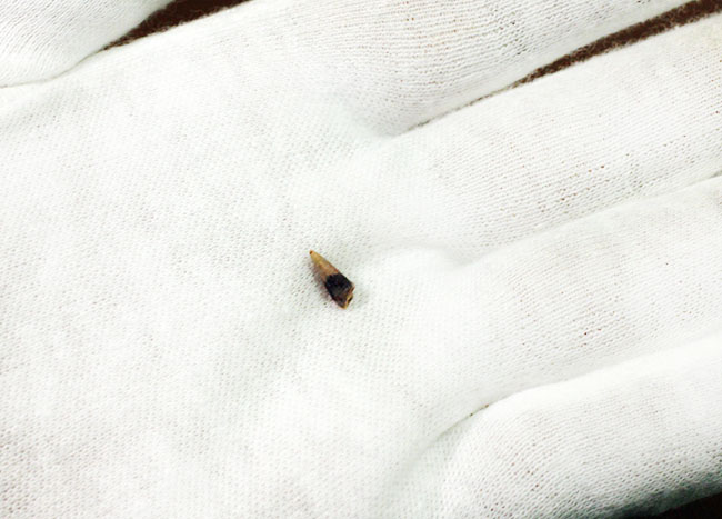 8ミリに詰まった大きなロマン、米国テキサス州産古生代ペルム紀の両生類、シームリア(Seymouria baylorensis)の歯化石。専用ケース付き。(その2)