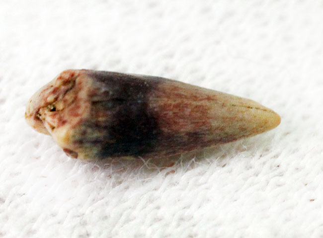 8ミリに詰まった大きなロマン、米国テキサス州産古生代ペルム紀の両生類、シームリア(Seymouria baylorensis)の歯化石。専用ケース付き。(その3)