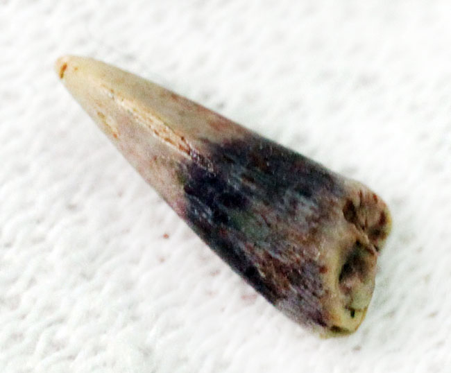 8ミリに詰まった大きなロマン、米国テキサス州産古生代ペルム紀の両生類、シームリア(Seymouria baylorensis)の歯化石。専用ケース付き。(その4)