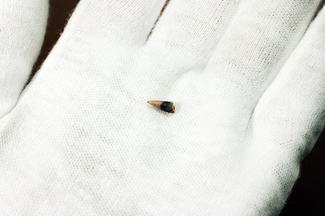 8ミリに詰まった大きなロマン、米国テキサス州産古生代ペルム紀の両生類、シームリア(Seymouria baylorensis)の歯化石。専用ケース付き。(その5)