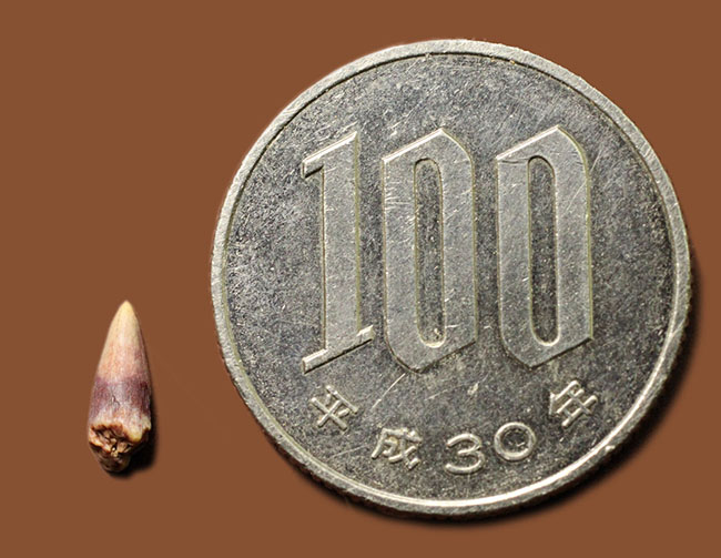 8ミリに詰まった大きなロマン、米国テキサス州産古生代ペルム紀の両生類、シームリア(Seymouria baylorensis)の歯化石。専用ケース付き。(その6)
