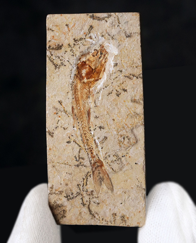 恐竜時代の絶滅古代魚、ダスティルベの全身化石(その1)