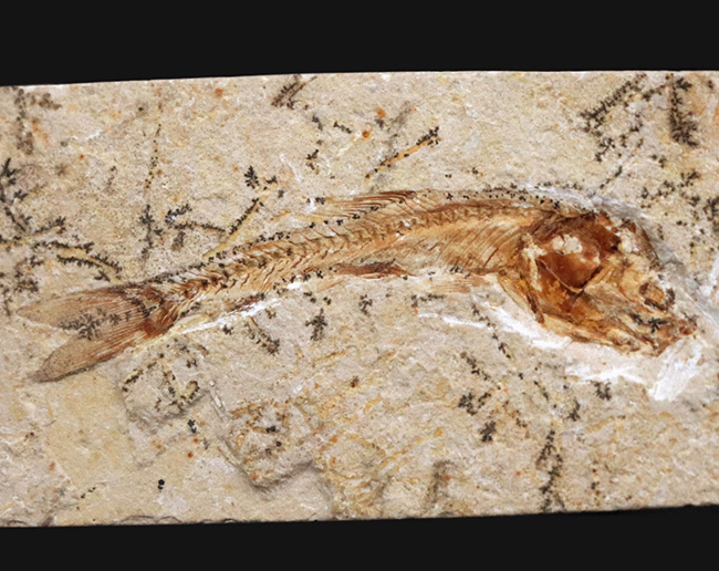 恐竜時代の絶滅古代魚、ダスティルベの全身化石(その3)