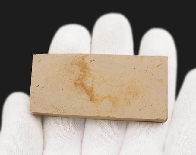 恐竜時代の絶滅古代魚、ダスティルベの全身化石(その4)