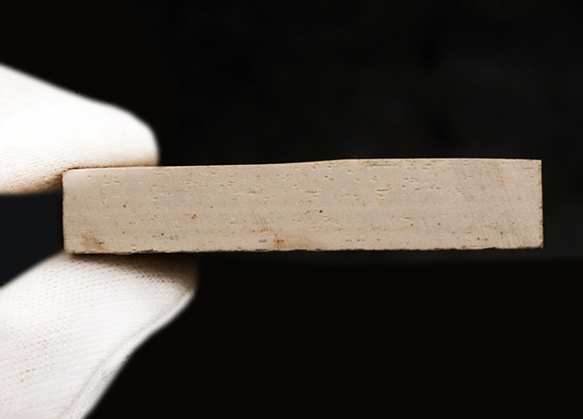 恐竜時代の絶滅古代魚、ダスティルベの全身化石(その5)
