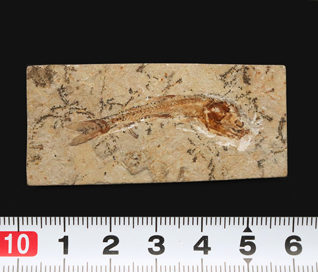 恐竜時代の絶滅古代魚、ダスティルベの全身化石 化石 販売