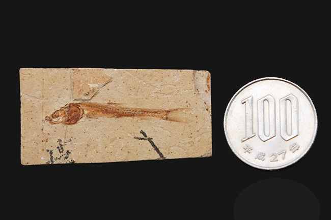 恐竜時代の絶滅古代魚、ダスティルベの全身化石(その7)