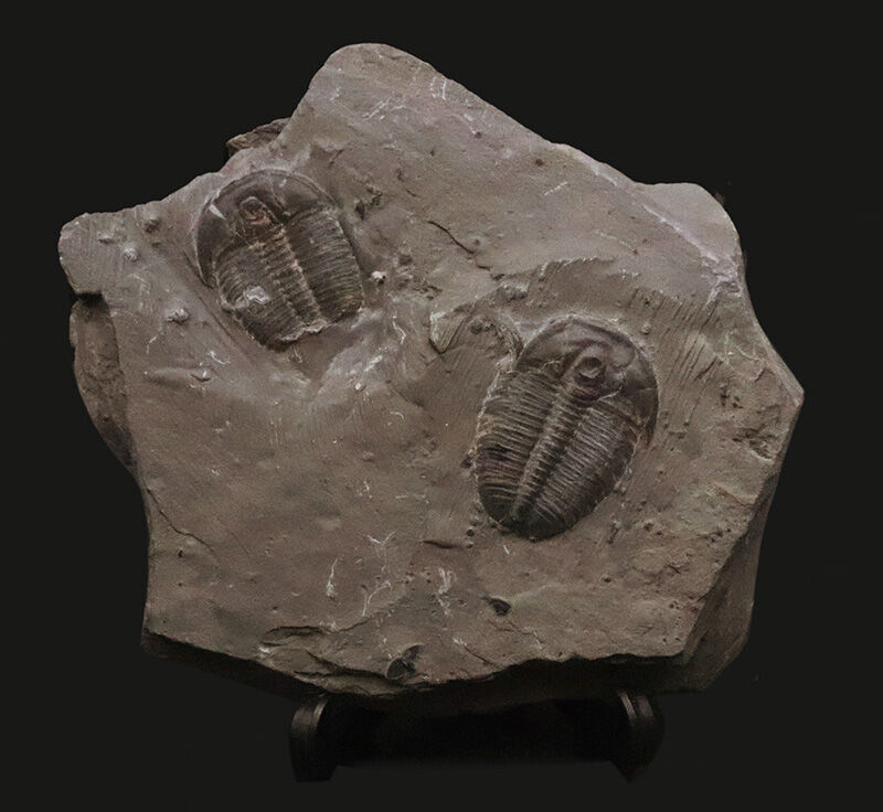 同種平均を超える3.1cm！存在感あふれるLサイズ、エルラシア・キンギ（Elrathia kingii）のマルチプレート標本（その1）