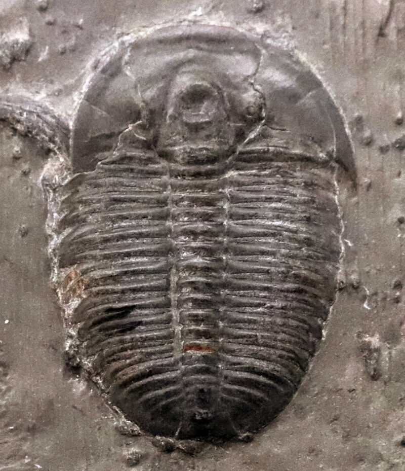 同種平均を超える3.1cm！存在感あふれるLサイズ、エルラシア・キンギ（Elrathia kingii）のマルチプレート標本（その2）