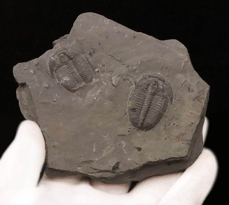 同種平均を超える3.1cm！存在感あふれるLサイズ、エルラシア・キンギ（Elrathia kingii）のマルチプレート標本（その3）