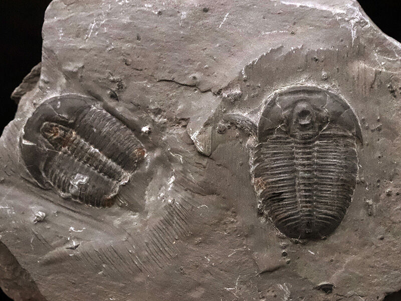同種平均を超える3.1cm！存在感あふれるLサイズ、エルラシア・キンギ（Elrathia kingii）のマルチプレート標本（その4）
