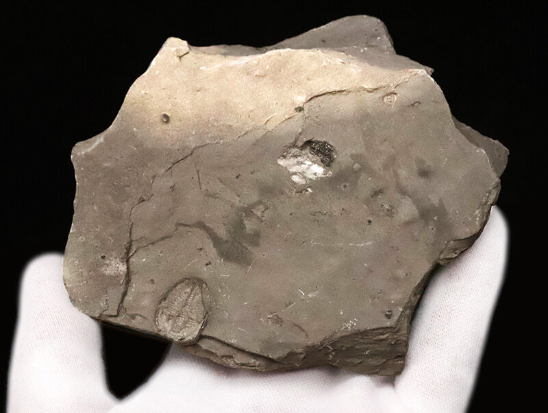 同種平均を超える3.1cm！存在感あふれるLサイズ、エルラシア・キンギ（Elrathia kingii）のマルチプレート標本（その5）