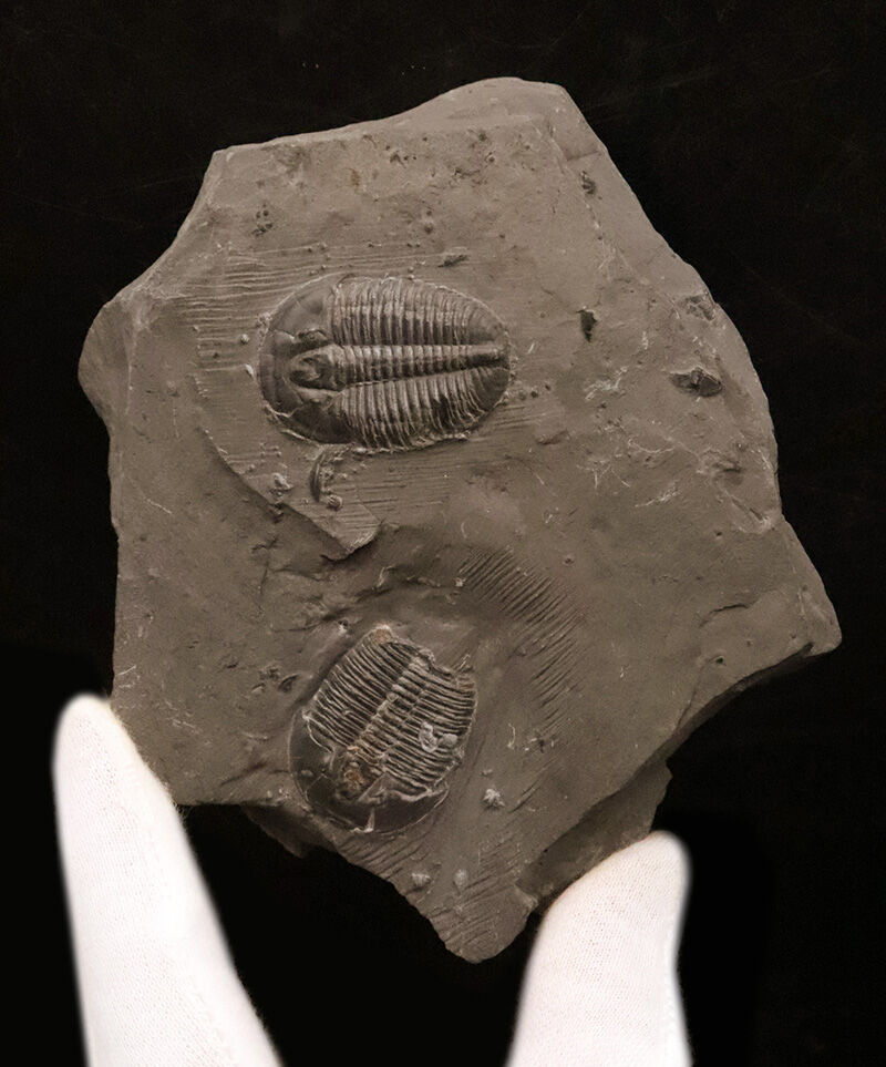 同種平均を超える3.1cm！存在感あふれるLサイズ、エルラシア・キンギ（Elrathia kingii）のマルチプレート標本（その6）