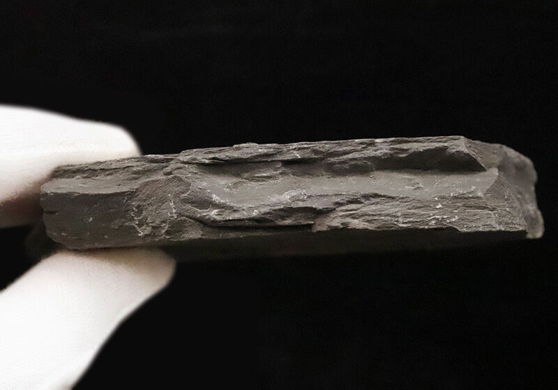 同種平均を超える3.1cm！存在感あふれるLサイズ、エルラシア・キンギ（Elrathia kingii）のマルチプレート標本（その7）