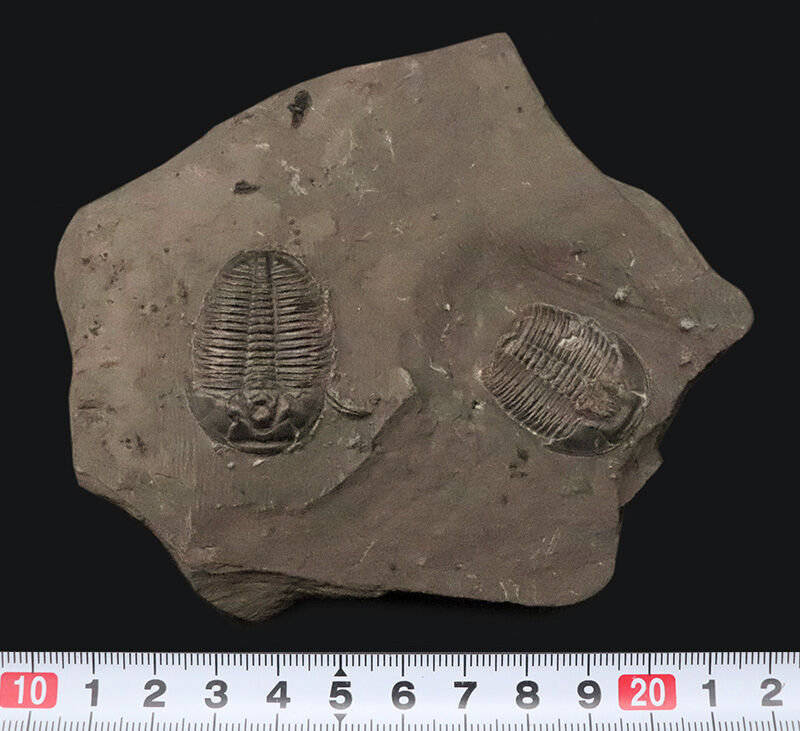同種平均を超える3.1cm！存在感あふれるLサイズ、エルラシア・キンギ（Elrathia kingii）のマルチプレート標本（その8）