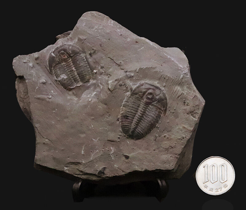 同種平均を超える3.1cm！存在感あふれるLサイズ、エルラシア・キンギ（Elrathia kingii）のマルチプレート標本（その9）