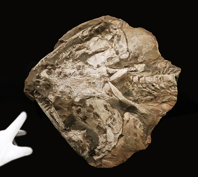 これは珍しい……アジの開きならぬ、肉食古代魚、カラモプレウルスの開き、バタフライ化石（その1）