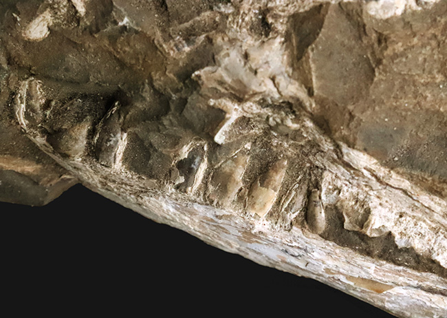 これは珍しい……アジの開きならぬ、肉食古代魚、カラモプレウルスの開き、バタフライ化石（その10）