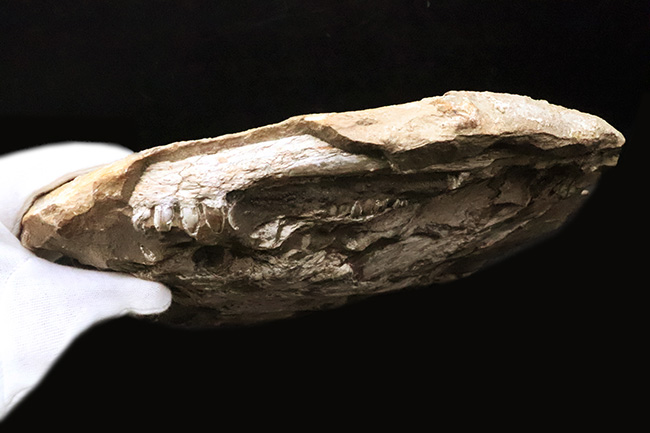 これは珍しい……アジの開きならぬ、肉食古代魚、カラモプレウルスの開き、バタフライ化石（その11）