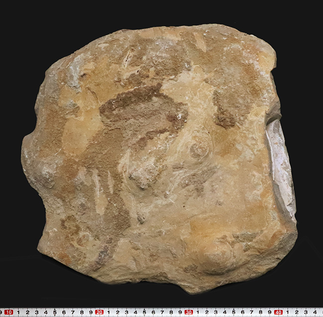 これは珍しい……アジの開きならぬ、肉食古代魚、カラモプレウルスの開き、バタフライ化石（その12）