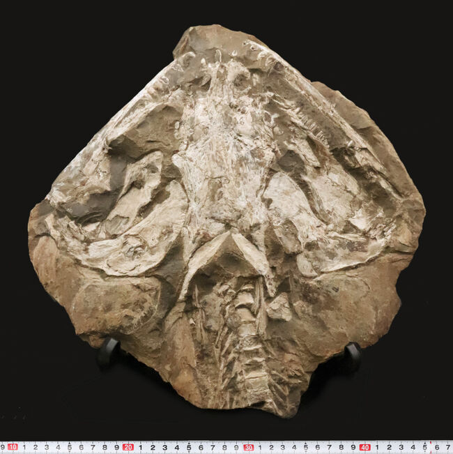 これは珍しい……アジの開きならぬ、肉食古代魚、カラモプレウルスの開き、バタフライ化石（その13）