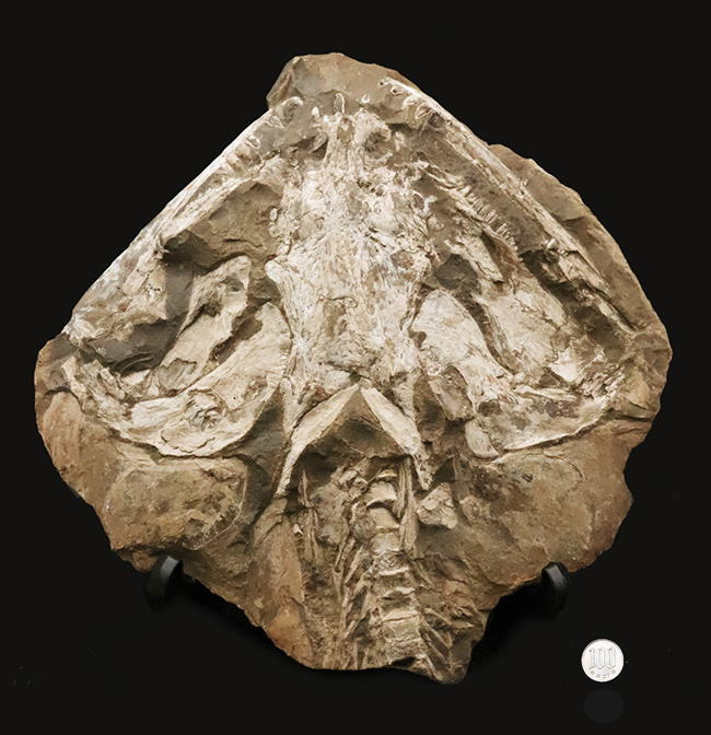 これは珍しい……アジの開きならぬ、肉食古代魚、カラモプレウルスの開き、バタフライ化石（その14）