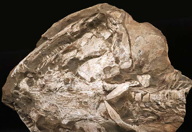 これは珍しい……アジの開きならぬ、肉食古代魚、カラモプレウルスの開き、バタフライ化石（その2）