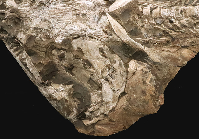 これは珍しい……アジの開きならぬ、肉食古代魚、カラモプレウルスの開き、バタフライ化石（その3）