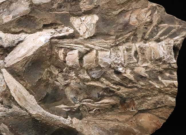 これは珍しい……アジの開きならぬ、肉食古代魚、カラモプレウルスの開き、バタフライ化石（その4）