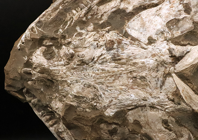 これは珍しい……アジの開きならぬ、肉食古代魚、カラモプレウルスの開き、バタフライ化石（その5）