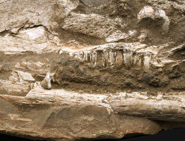 これは珍しい……アジの開きならぬ、肉食古代魚、カラモプレウルスの開き、バタフライ化石（その6）