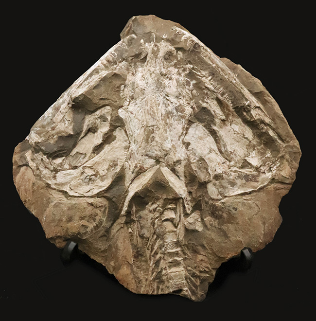 これは珍しい……アジの開きならぬ、肉食古代魚、カラモプレウルスの開き、バタフライ化石（その7）