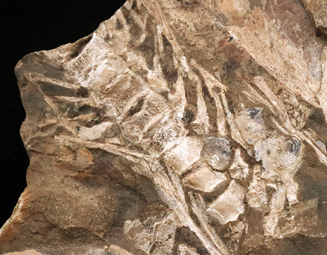 これは珍しい……アジの開きならぬ、肉食古代魚、カラモプレウルスの開き、バタフライ化石（その8）