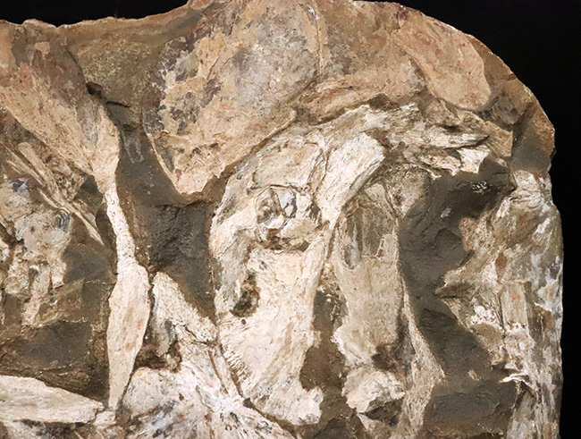 これは珍しい……アジの開きならぬ、肉食古代魚、カラモプレウルスの開き、バタフライ化石（その9）