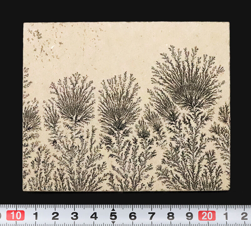 地球と水による1点物の「天然水墨画」ドイツ・ゾルンホーフェンのリトグラフ原石に刻まれたデンドライト（Dendrite）（その11）