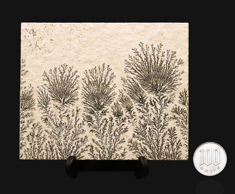 地球と水による1点物の「天然水墨画」ドイツ・ゾルンホーフェンのリトグラフ原石に刻まれたデンドライト（Dendrite）（その12）