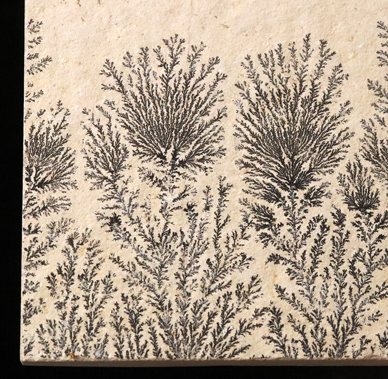 地球と水による1点物の「天然水墨画」ドイツ・ゾルンホーフェンのリトグラフ原石に刻まれたデンドライト（Dendrite）（その2）