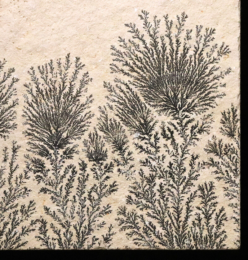 地球と水による1点物の「天然水墨画」ドイツ・ゾルンホーフェンのリトグラフ原石に刻まれたデンドライト（Dendrite）（その3）
