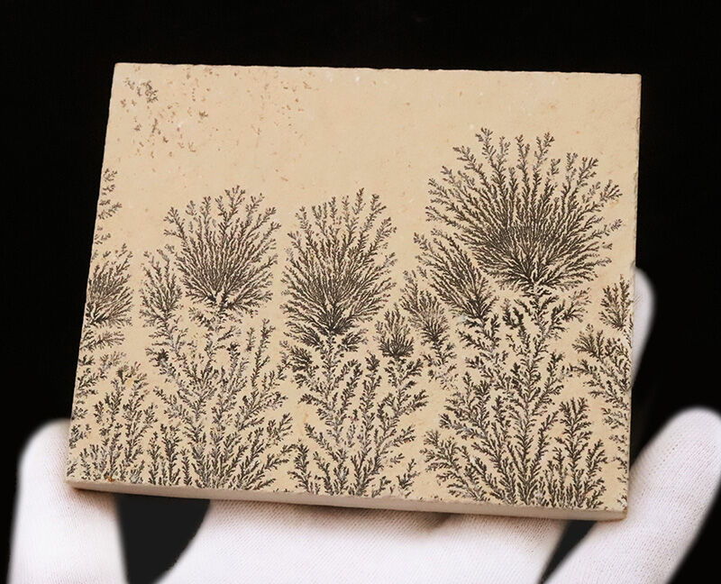 地球と水による1点物の「天然水墨画」ドイツ・ゾルンホーフェンのリトグラフ原石に刻まれたデンドライト（Dendrite）（その5）