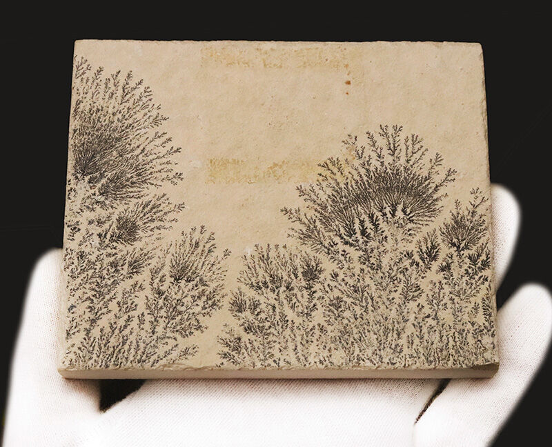 地球と水による1点物の「天然水墨画」ドイツ・ゾルンホーフェンのリトグラフ原石に刻まれたデンドライト（Dendrite）（その6）