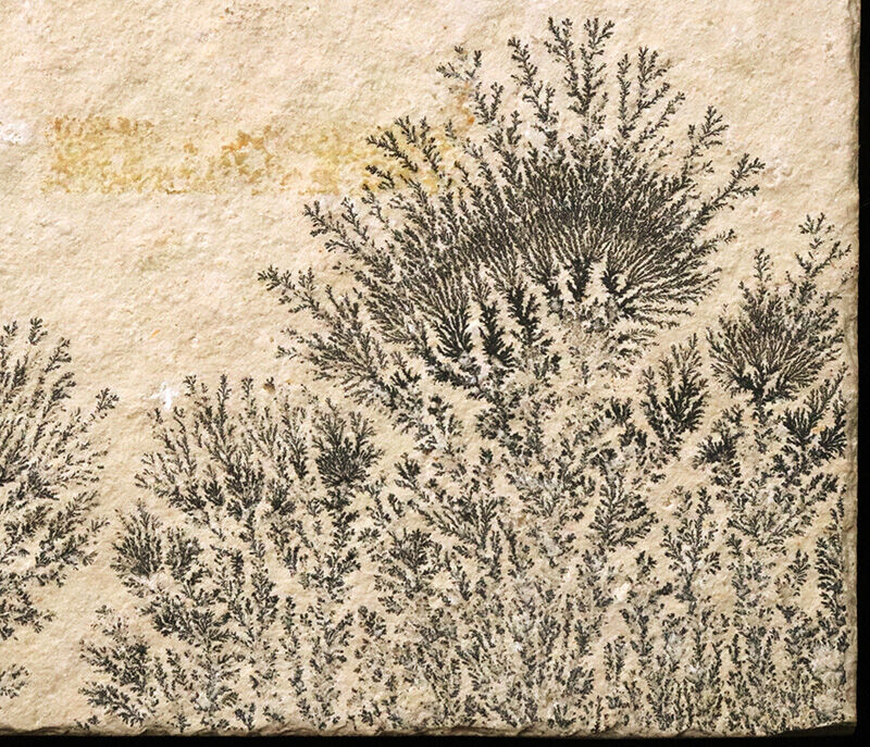 地球と水による1点物の「天然水墨画」ドイツ・ゾルンホーフェンのリトグラフ原石に刻まれたデンドライト（Dendrite）（その8）