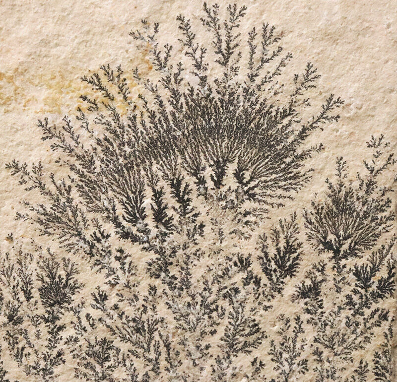 地球と水による1点物の「天然水墨画」ドイツ・ゾルンホーフェンのリトグラフ原石に刻まれたデンドライト（Dendrite）（その9）