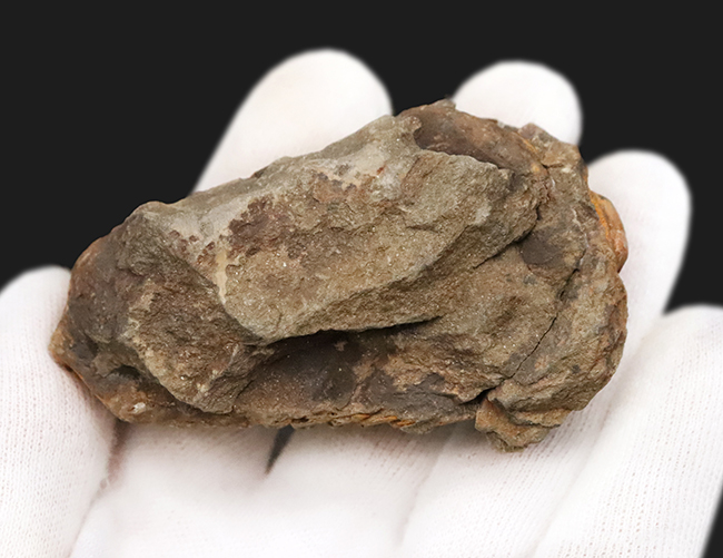 背周り98ミリの大型個体！モロッコのオルドビス紀の地層から採取された、立派な体躯を持つ三葉虫、カリメネ（Calymene）（その6）