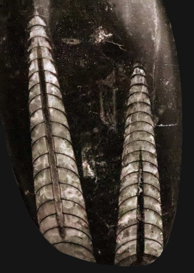 古生代デボン紀の海の主役の一つ、直線的な殻を持つオルソセラス(Orthoceras)の群集化石(その1)